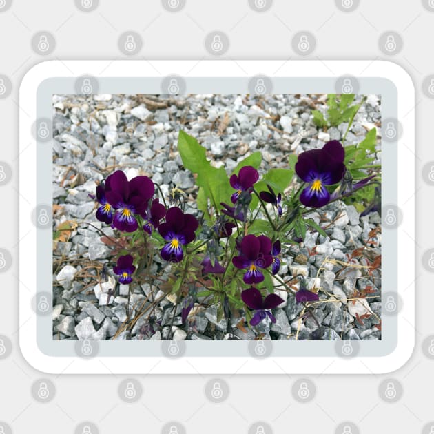 Violets and Gravel Sticker by Ric1926